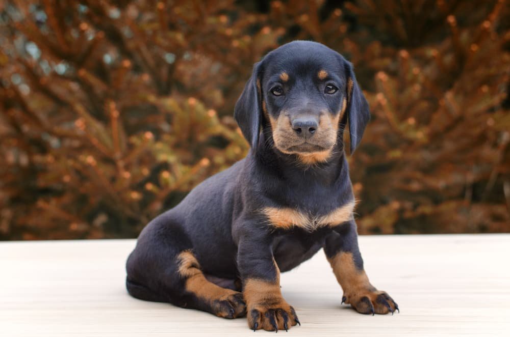Chiot de dachshund noir