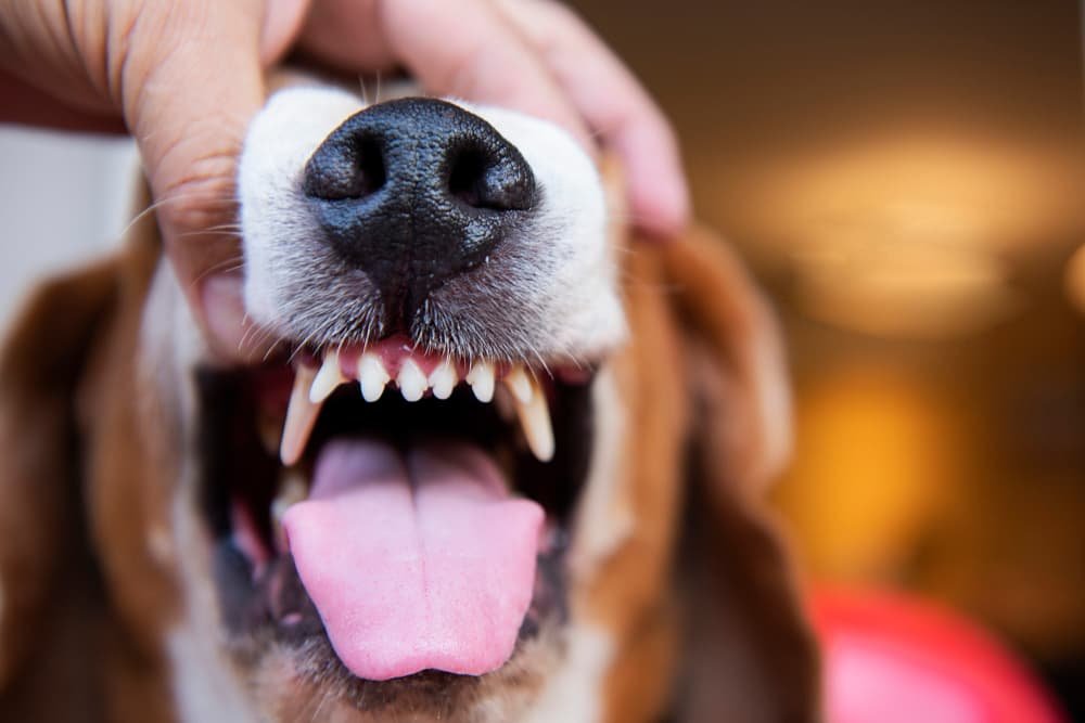Les dents du chien