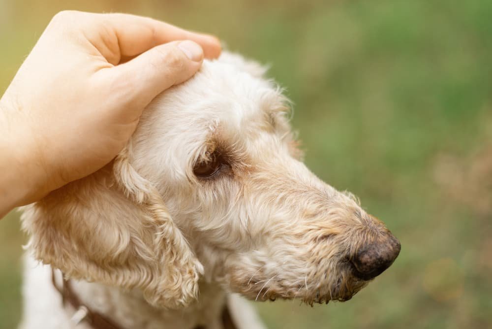 main masculine caresse la tête du chien Main masculine caresse la tête du chien