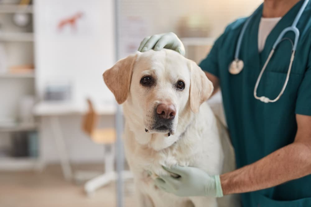 Vétérinaire masculin caressant un chien labrador