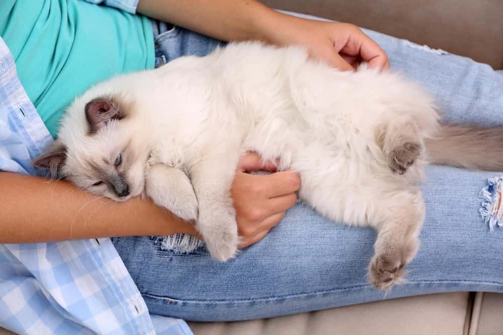 Chat allongé