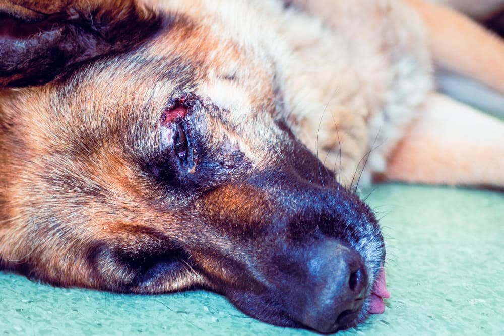 Un chien berger allemand couché