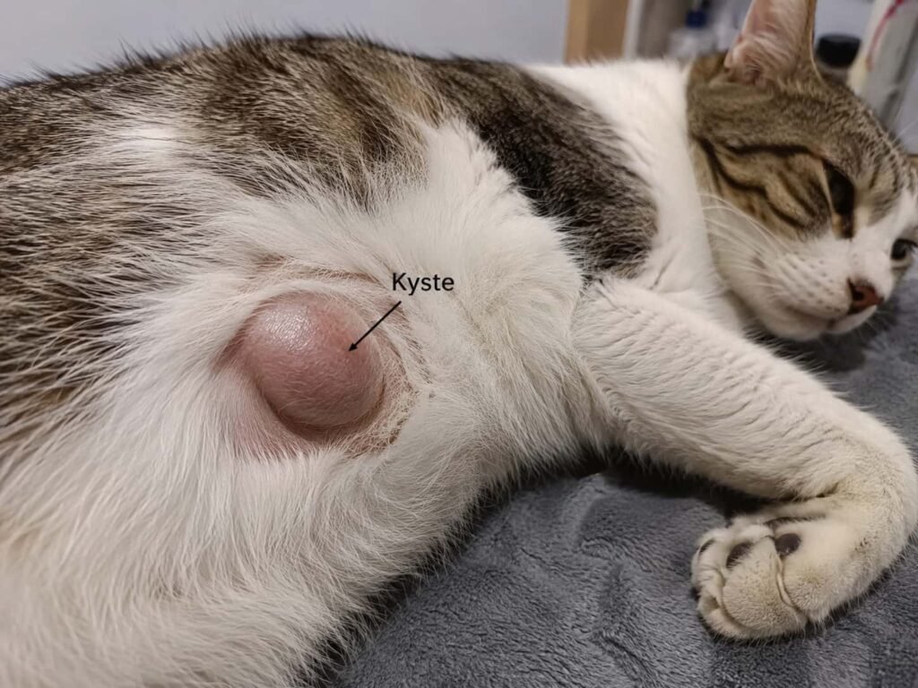 kyste chat Kyste chat